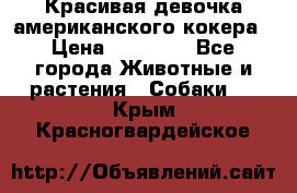 Красивая девочка американского кокера › Цена ­ 35 000 - Все города Животные и растения » Собаки   . Крым,Красногвардейское